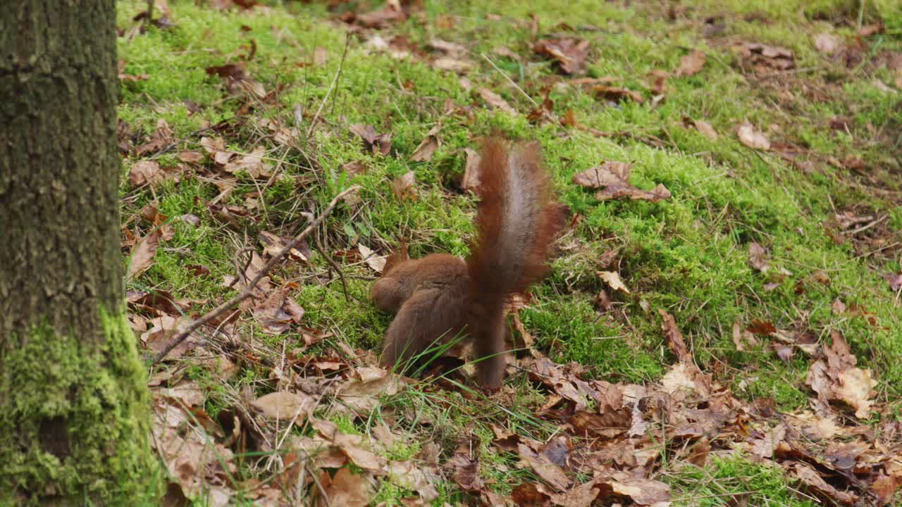 comportamiento curioso de la ardilla roja en el bosque escondiendo nueces bajo detritus