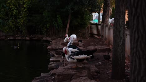 muscovy ducks resting on the shore of a lake at dusk