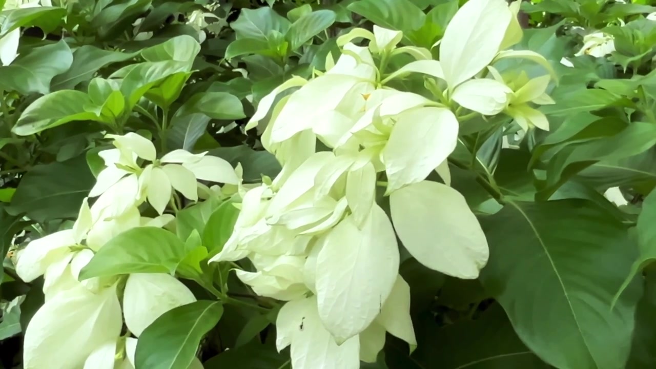 Fiori di Mussaenda bianchi che sbocciano in un giardino lussureggiante