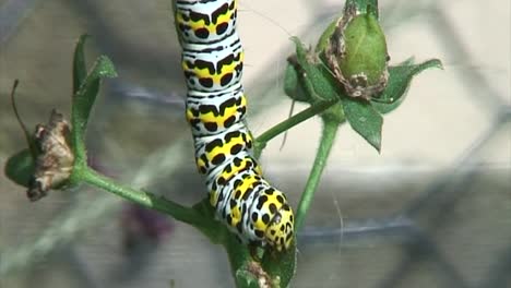 la pupa de una polilla gordolobo comiendo las hojas en un jardín