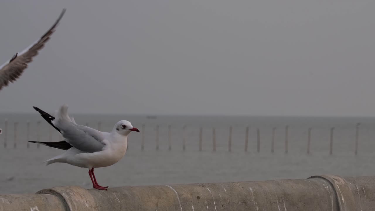 dos gaviotas posadas en la barandilla de hormigón del muelle, ahuyentadas y luego una regresa al centro recreativo bang pu, tailandia