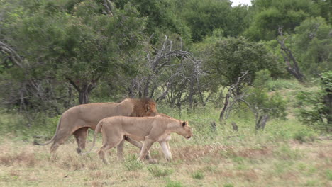 affectionate lions walking in african savannah