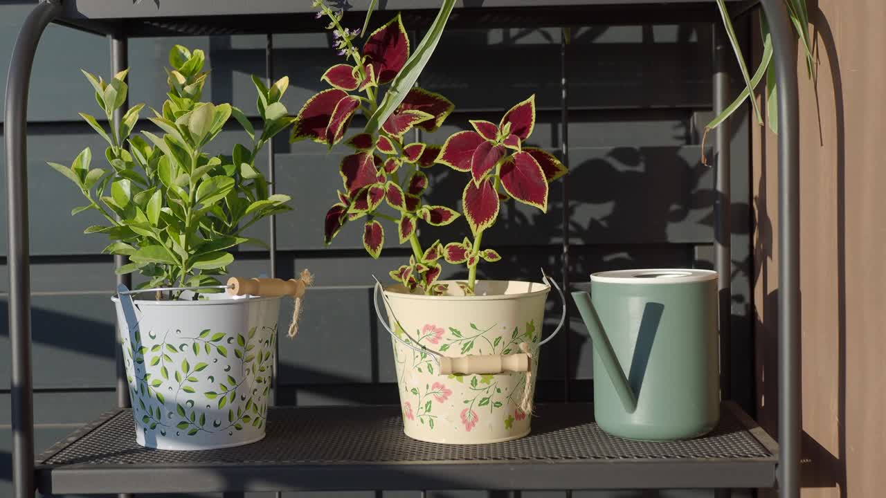 Plants on a Balcony Shelf