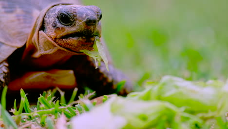 angulate tortoise chersina angulata hungrily eats lettuce