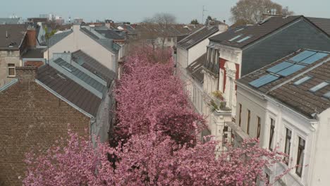 Drone---Aerial-drone-shot-of-the-Kirschbluete-Cherry-Blossom-in-the-Heerstraße-Heerstreet-Breitestraße-Bonn-30p