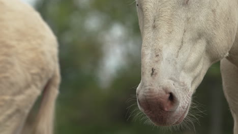 close up of the mouth and nostrils of a white donkey