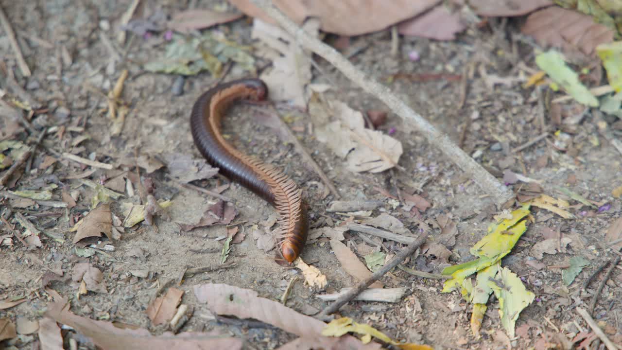 Um milípede gigante move-se pela terra e folhas secas no chão de uma floresta na Tailândia