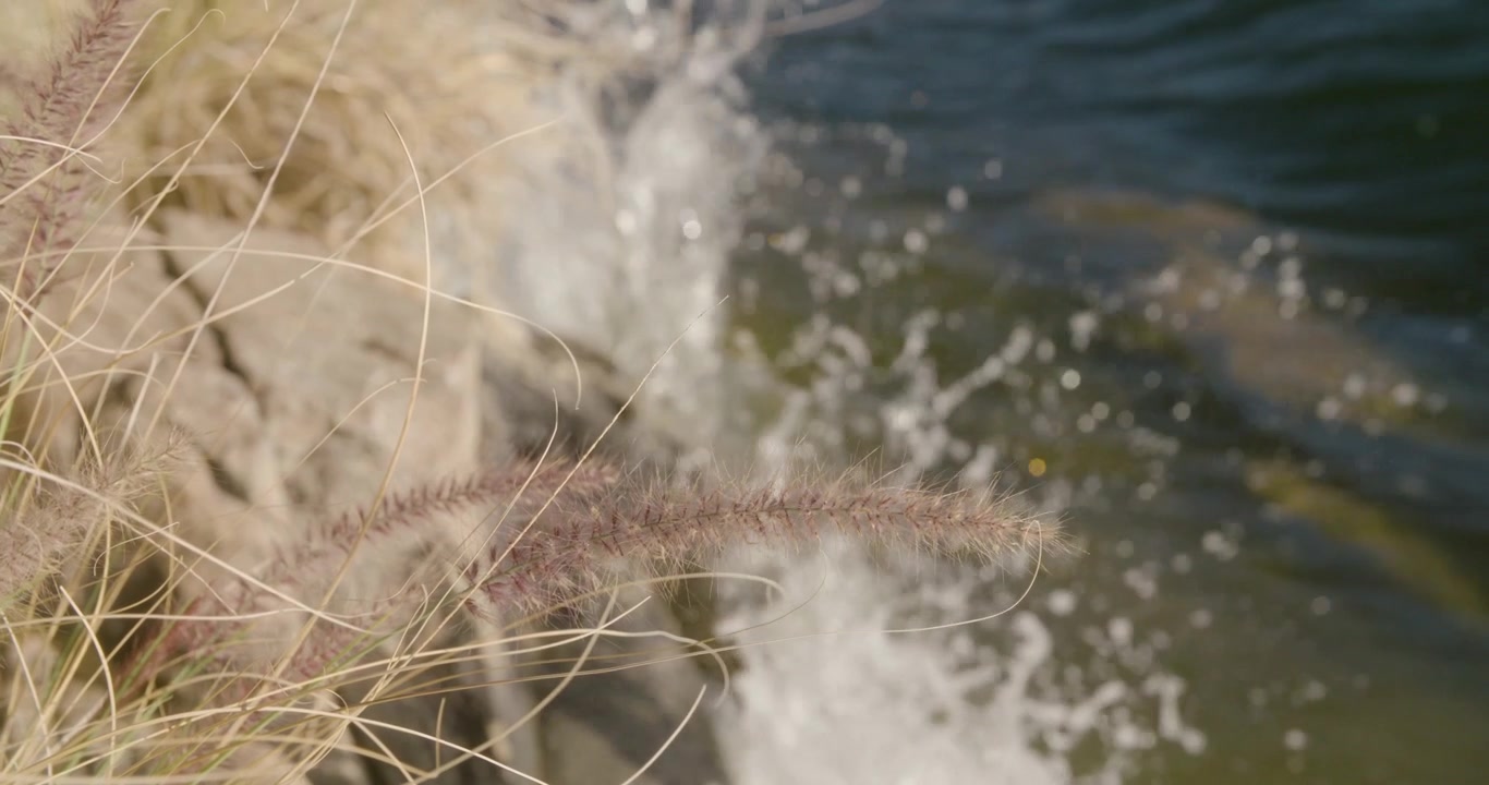 Tip of a grass blowing in the breeze with a wave splashing against a rocky shoreline in the background.