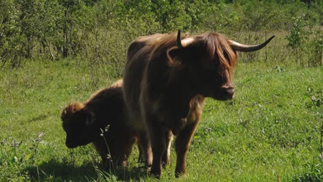 Hochlandrinder-Sind-Auf-Der-Wiese