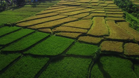 aerial flyover green and yellow cultivation fields lighting by sun on east java in asian rural countryside region