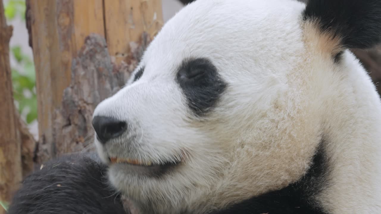 el panda gigante (ailuropoda melanoleuca) también conocido como el oso panda o simplemente el panda, es un oso nativo del sur de china central.