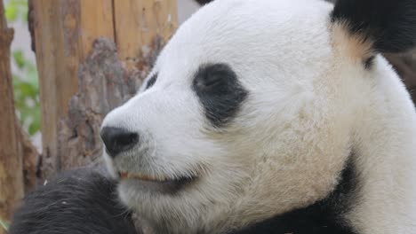 El-Panda-Gigante-(ailuropoda-Melanoleuca),-También-Conocido-Como-Oso-Panda-O-Simplemente-Panda,-Es-Un-Oso-Originario-Del-Centro-Sur-De-China.