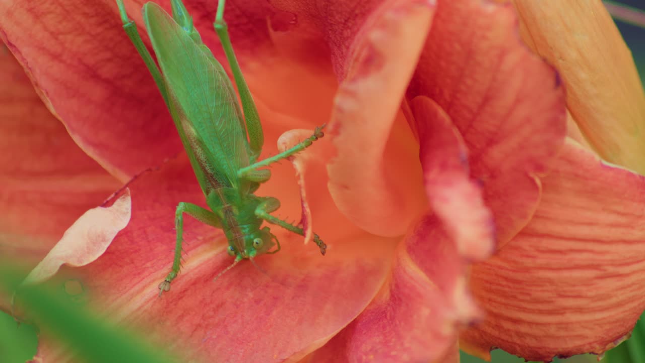 un primer plano de un gran saltamontes verde comiendo una flor de naranja en flor