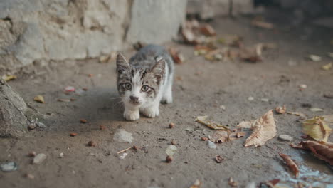 bebé adoptivo gatito atigrado buscando y comiendo comida para gatos con curiosos ojos lindos en el suelo