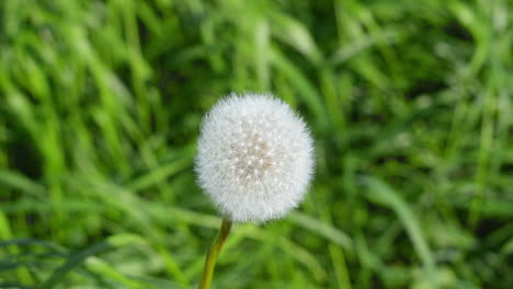 cabeza de semilla de diente de león moviéndose en el viento, de cerca