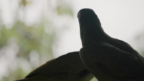 loros amazónicos con fondo de naturaleza bokeh