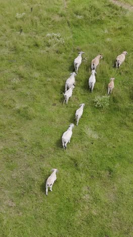 cattle herd walking in formation on a farm