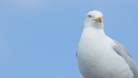 a european herring gull stands still, turning its head in various directions under natural daylight, with a soft blue sky background and minimal camera movement