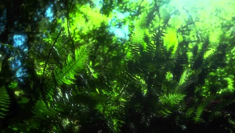 una brisa mueve las plantas por el suelo del bosque
