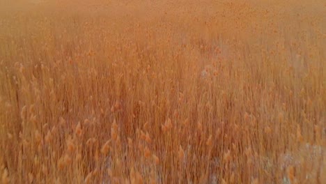 Flying-Low-Over-Large-Field-Snowy-Swamp-Near-To-Green-Forest,-Eastern-Europe