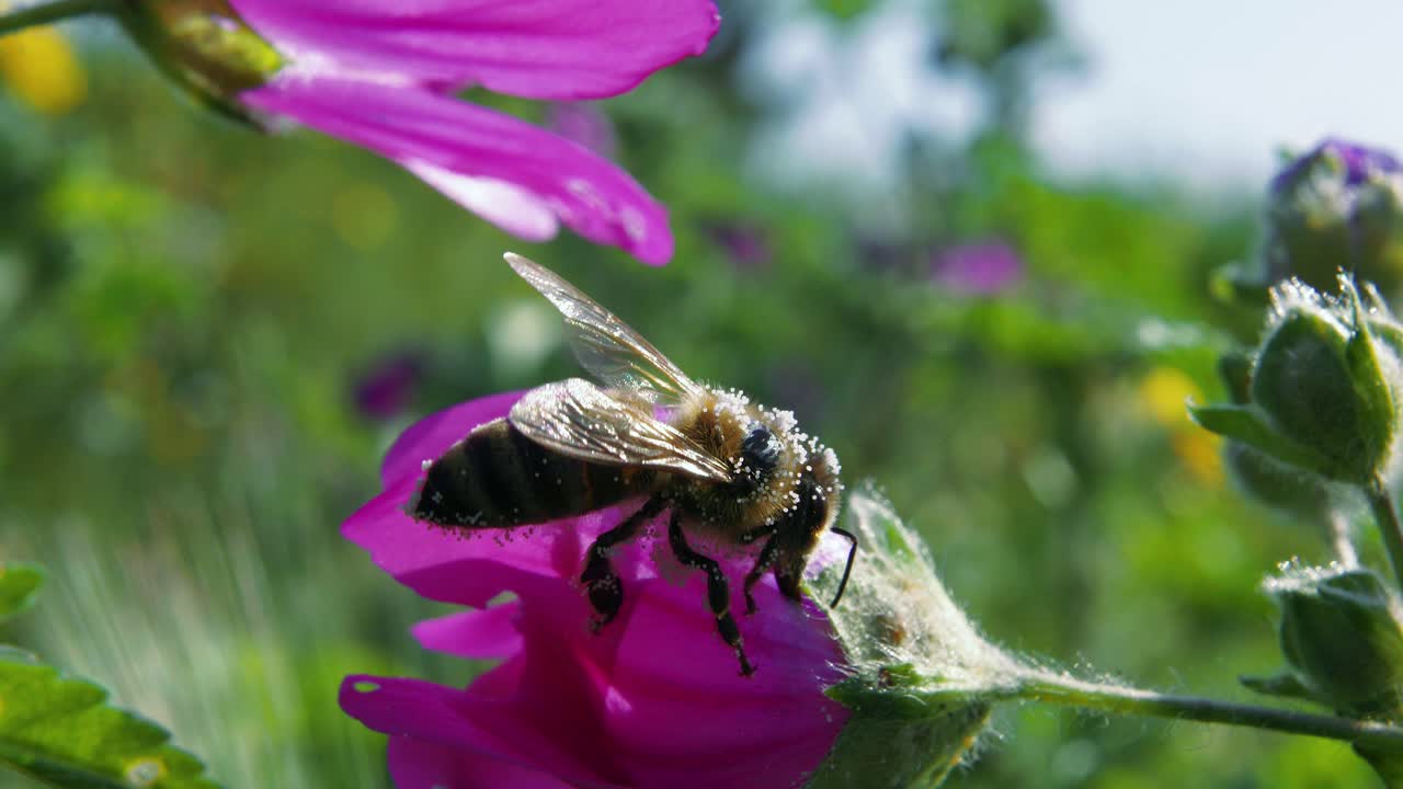 primer plano: la abeja trabaja duro para encontrar polen y néctar en la flor morada
