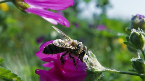 primer plano: la abeja trabaja duro para encontrar polen y néctar en la flor morada
