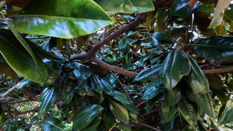 close-up view of tree leaves and branches