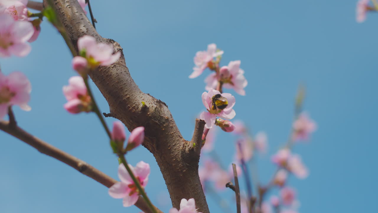 Pink Peach Blossoms with Bee