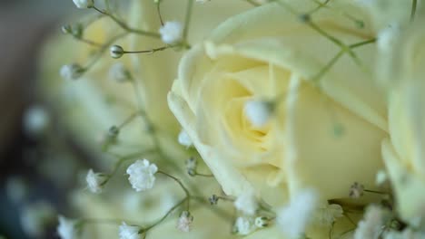 closeup macro wedding flower split focus in slow motion - tulip and gypsophila