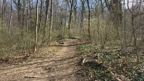 Camino-De-Tierra-En-El-Bosque