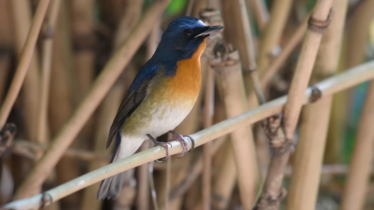 papamoscas azul chino, cyornis glaucicomans, inmóvil por un momento, luego gira a su derecha y emite un sonido