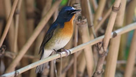 chinese blue flycatcher, cyornis glaucicomans, motionless for a moments then turns to its right and chirps