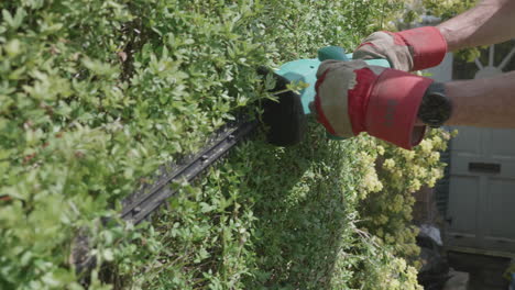 un hombre recortando un seto verde en verano a cámara lenta