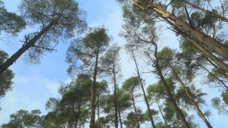 tall pine trees swaying gently in english autumn woodland with slow pan upwards