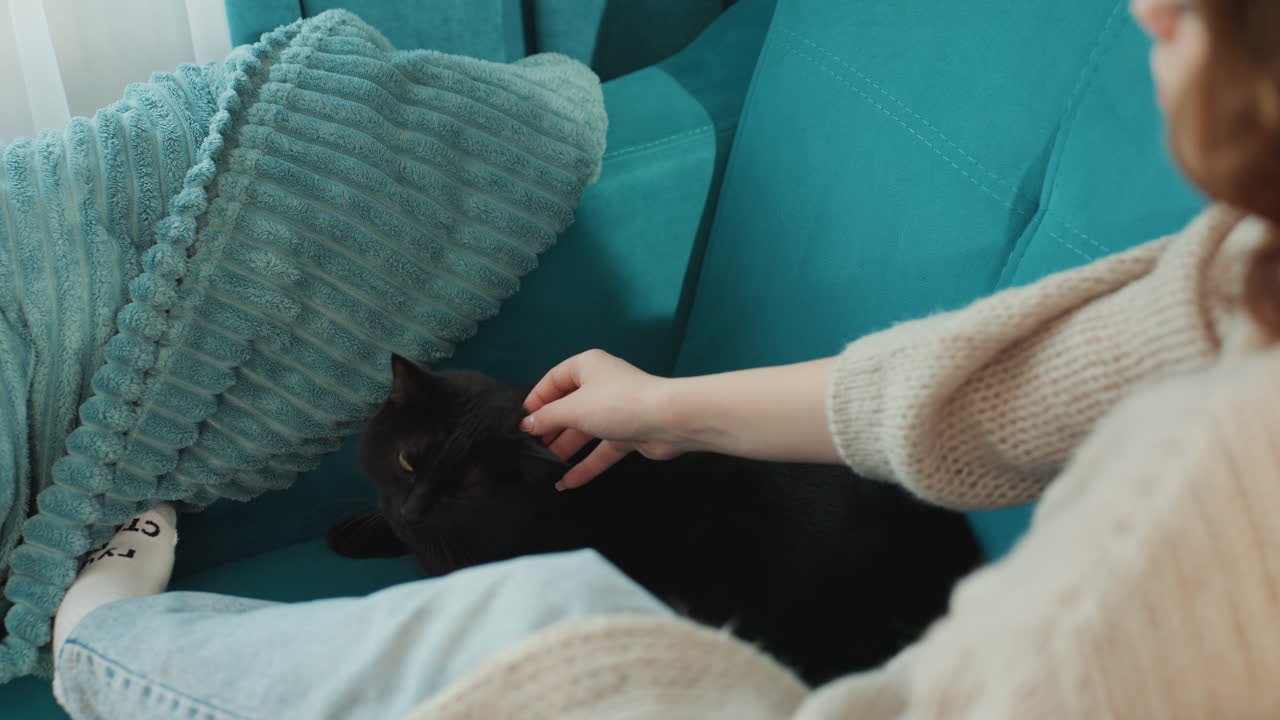 Black Cat Lounging On Teal Sofa, Woman Gently Pets On Lap, Knit Sweater And Denim Visible, Textured Cushion, Warm Cozy Morning, Companion Comfort, Relaxed Domestic Scene, Intimate Closeup