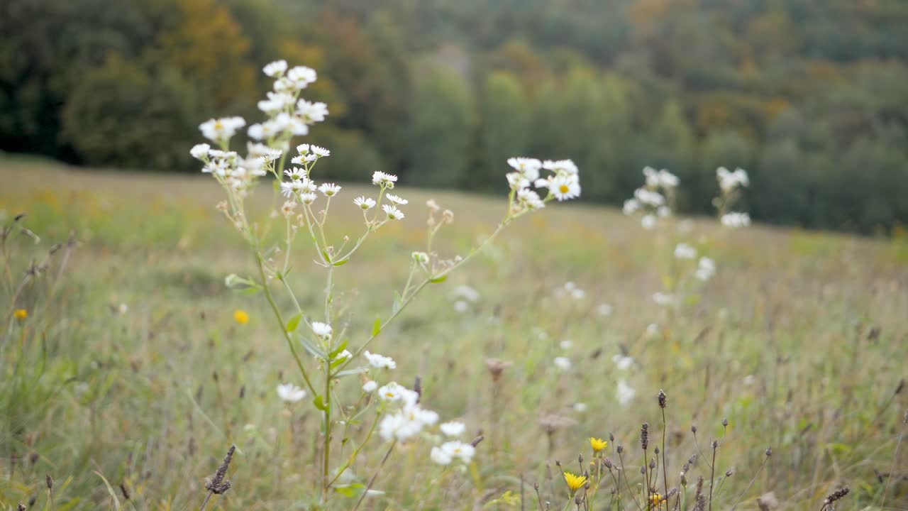 바람 부는 가을 저녁 동안 데이지 꽃으로 가득 찬 풀밭의 정적 샷, 4k