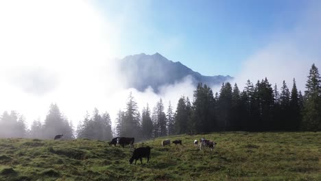 aerial view of cows grazing in an alpine landscape of austria. mountain range, clouds and forest in background