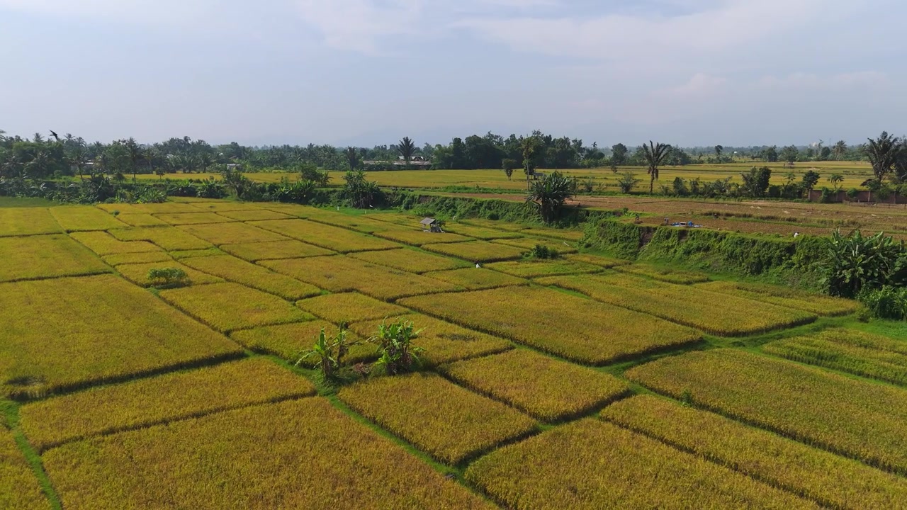 Ripresa con drone in orbita sinistra di campi di riso dorati pronti per il raccolto durante la stagione secca a Lombok, Indonesia.