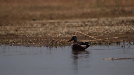 Northern-Shoveler,-Spatula-Clypeata,-Bueng-Boraphet,-Nakhon-Sawan,-Thailand