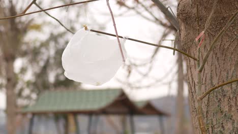 plastic bag on tree branch
