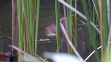 A-Yellow-Bittern-bird-hidden-in-a-reedbed-and-preening-itself,-back-view---Close-up