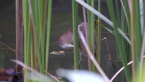 a yellow bittern bird hidden in a reedbed and preening itself, back view - close up