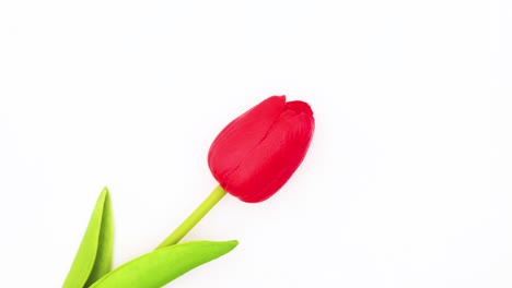 one red tulip rotating on white background - stop motion