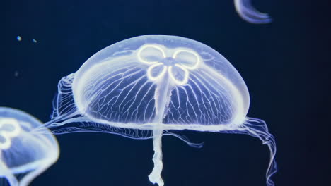bioluminescent jellyfish in dark water