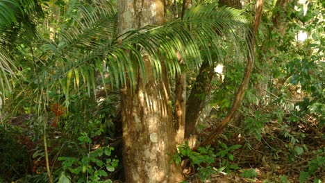 Ein-Kolibri-Fliegt-Und-Schwebt-Auf-Der-Linken-Seite-Unter-Palmzweigen-Und-Sucht-Im-Wald-In-Panama-Nach-Nahrung