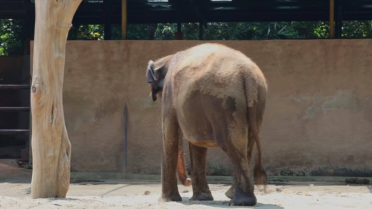 elefantes en el zoológico