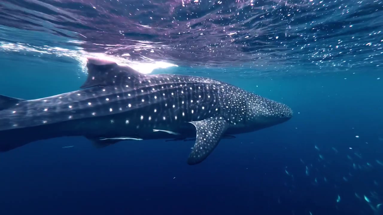 A whale shark glides through the deep blue waters of Sogod Bay, accompanied by a school of fish. Ideal for marine life documentaries or oceanic exploration themes.