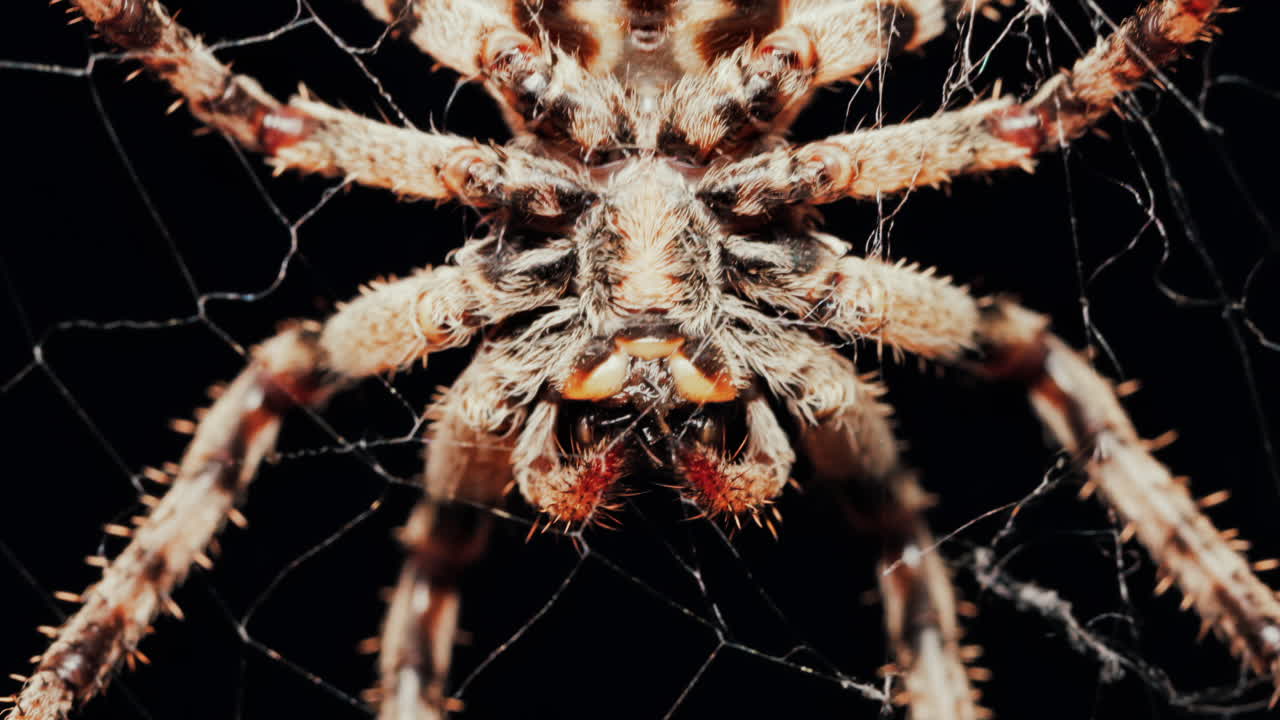 Close up of a spider sitting in its web, showing intricate details of its body and fine silk threads