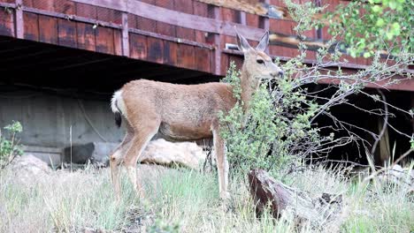 Mule-Deer-doe-eating-from-a-bush-in-front-of-a-mountain-house