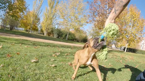 boxer dog running on the grass while playing with a toy outdoors in a park. animals concept.